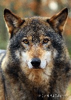 Sibirischer Wolf